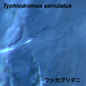 Typhlodromus serrulatus