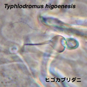 Typhlodromus higoensis