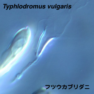 Typhlodromus vulgaris