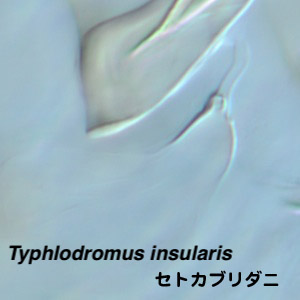 Typhlodromus insularis