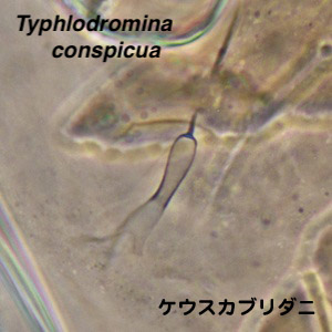 Typhlodromina conspicua