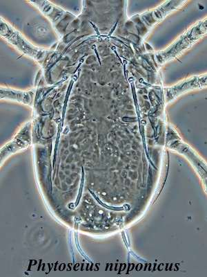 Phytoseius nipponicus