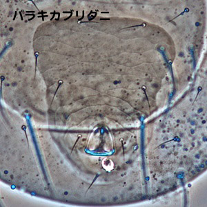 Typhlodromips paraki