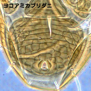 Phytoscutus japonicus