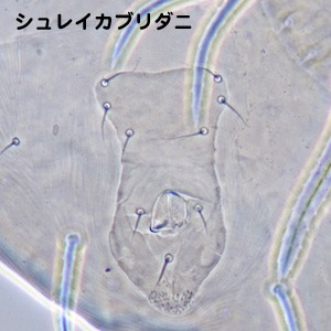 Phytoseius ikeharai