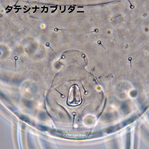 Phytoseius quercicola