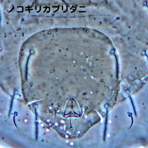 Typhlodromus kishimotoi